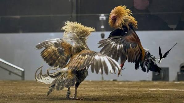 NICE88 Live Sabong: Online Cockfighting Derby Odds PH Screenshot & Overview